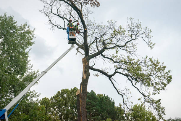 Best Tree Removal  in Norton, OH